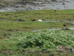 Jacana jacana