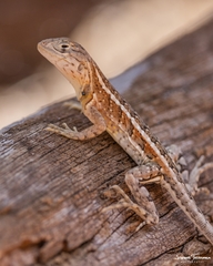 Chalarodon madagascariensis