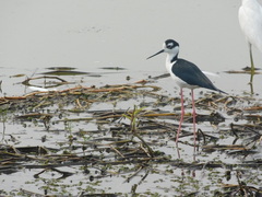 Himantopus mexicanus