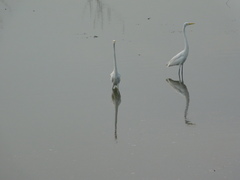 Ardea alba