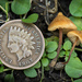 Macrocystidia cucumis latifolia - Photo (c) Mike Potts, algunos derechos reservados (CC BY-NC-ND), subido por Mike Potts
