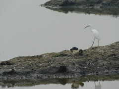 Egretta thula