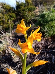 Chloraea alpina