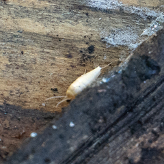Atelurinae