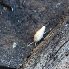 Atelurinae