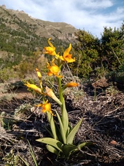 Chloraea alpina