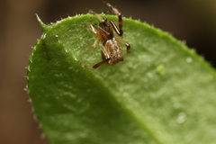 Episinus