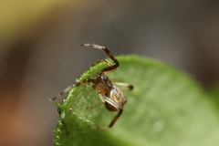 Episinus
