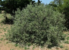 Salvadora australis