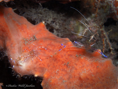 Periclimenes yucatanicus