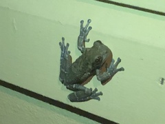 Trachycephalus vermiculatus