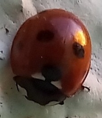 Coccinella