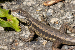 Tropidurus torquatus