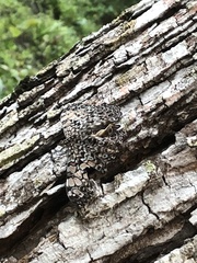 Hamadryas feronia