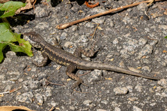 Tropidurus torquatus