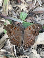 Junonia goudotii