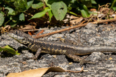 Tropidurus torquatus