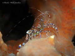 Periclimenes yucatanicus