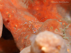 Periclimenes yucatanicus