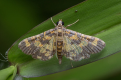 Eurrhyparodes tricoloralis