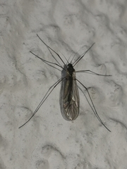 Trichocera annulata