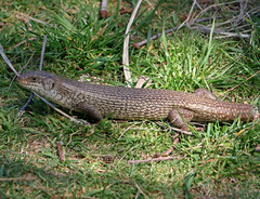 Egernia kingii