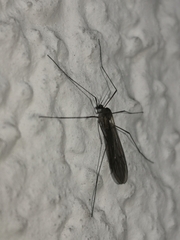 Trichocera annulata