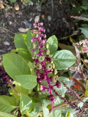 Phytolacca americana