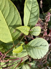 Phytolacca americana