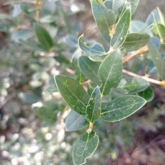 Phillyrea latifolia