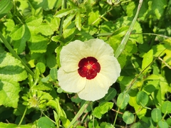 Hibiscus diversifolius diversifolius
