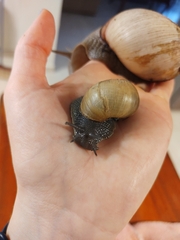 Megalobulimus lorentzianus