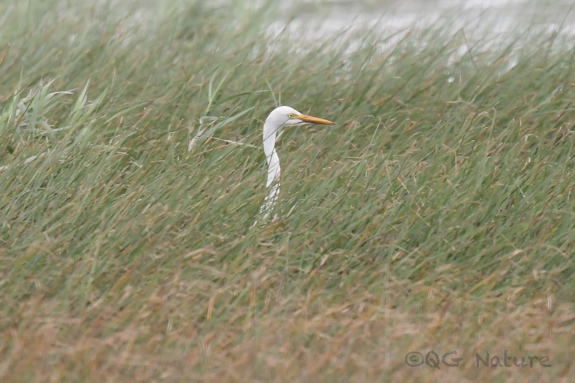 Medium Egret