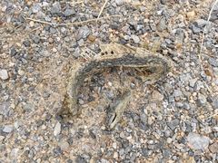 Cerberus schneiderii