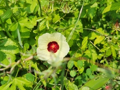 Hibiscus diversifolius diversifolius