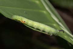 Enpinanga borneensis