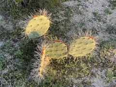 Opuntia phaeacantha