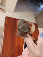 Megalobulimus lorentzianus