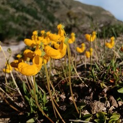 Calceolaria polyrhiza
