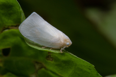 Sanurus