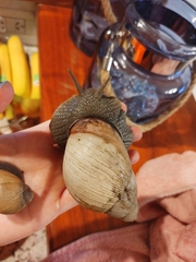 Megalobulimus lorentzianus