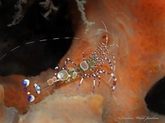 Periclimenes yucatanicus