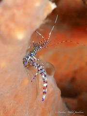 Periclimenes yucatanicus