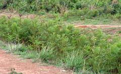 Pteridium centrali-africanum