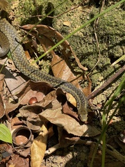 Thamnosophis epistibes