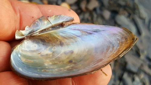 Newfoundland Floater