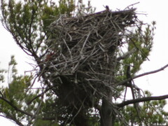 Haliaeetus leucocephalus