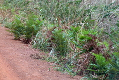 Pteridium centrali-africanum