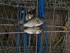 Sarotherodon melanotheron