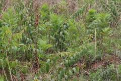 Pteridium centrali-africanum